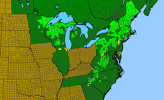 The range of Sorbus americana
